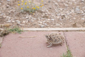 Plains Horned Toad
