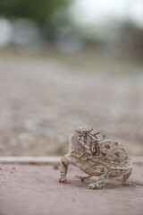Plains Horned Toad
