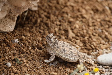 Plains Horned Toad
