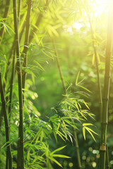 A serene bamboo forest bathed in soft sunlight, with slender bamboo stalks stretching towards the sky and lush green foliage filtering the dappled light, creating a tranquil oasis of natural beauty.