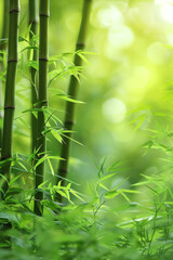 A serene bamboo forest bathed in soft sunlight, with slender bamboo stalks stretching towards the sky and lush green foliage filtering the dappled light, creating a tranquil oasis of natural beauty.