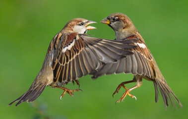 Closeup of two sparrows fighting in flight