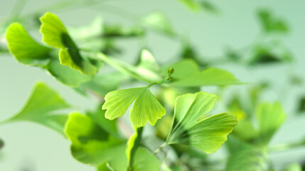 Ginkgo, Gingkobaum, close up, Baum, Blätter, 