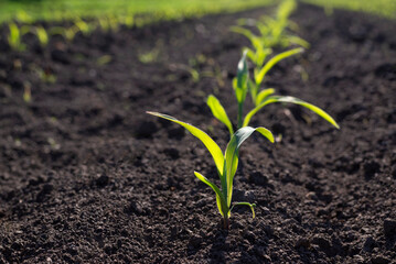 Rows of young green corn plants in a field. Selective focus