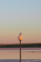 Small bird posing on a lamp during a sunset
