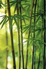 A serene bamboo forest bathed in soft sunlight, with slender bamboo stalks stretching towards the sky and lush green foliage filtering the dappled light, creating a tranquil oasis of natural beauty.