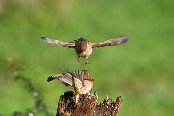 Closeup of two sparrows fighting in flight