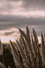 closeup of Cortaderia Selloana with a cloudy sky