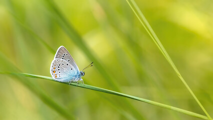 butterfly on green grass
