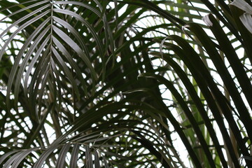 Primer plano de varias hojas de palmera de color verd en un jardín