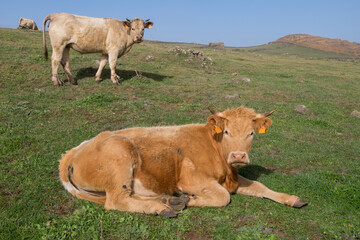 Vacas en la isla de El Hierro en Canarias