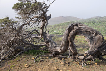 Árbol de sabina en la isla de El Hierro, Canarias
