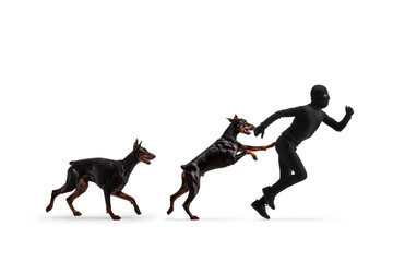 Doberman dogs chasing a thief in black clothes and balaclava