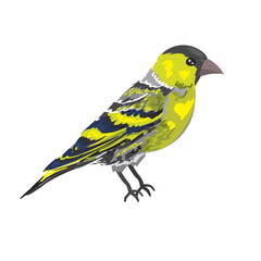Vector beautiful siskin bird in realistic style