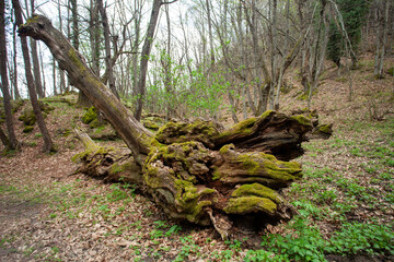 regional park sassi di roccamalatina and fairy caves geological formations modena