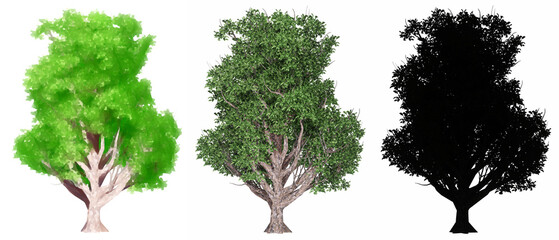 Fototapeta premium Set or collection of Korean Stewartia trees, painted, natural and as a black silhouette on white background. Conceptual 3d illustration for nature, ecology and conservation, strength, beauty
