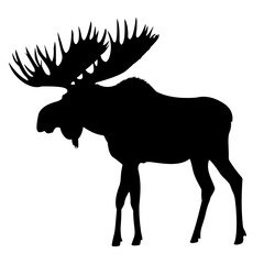 adult moose go black silhouette