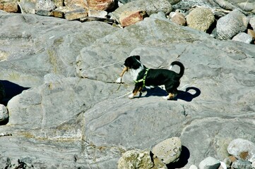 Cane in libertà sugli scoglio del golfo di Livorno .Tuscany