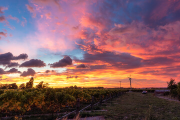 Colorful sky over agricultural field of vineyard in countryside
