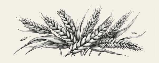 Wheat bread ears cereal crop. Hand drawn sketch in vintage engraving style. vector simple illustration