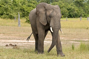 Obraz premium African Elephant (Loxodonta africana) in South Luangwa National Park. Zambia. Africa.