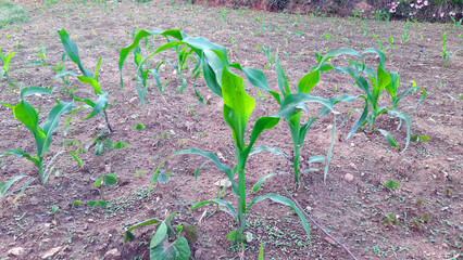 Maize plants Corn Small Plants Maize Crop Field