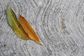 Una toma de cerca de varias hojas de un árbol de color verde y amarilla en un suelo de hormigón 