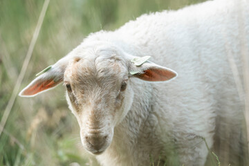 Beautiful white sheep farm grass natural soft pastel 