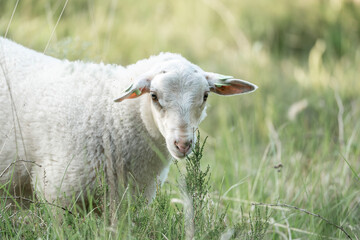 Beautiful white sheep farm grass natural soft pastel 