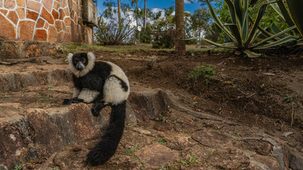 Cute lemur vari Varecia variegata is sitting on the step of the path in the park. Fluffy black and...