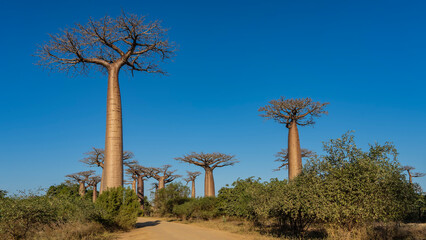 Fototapeta premium The famous baobab alley in the afternoon. Rows of beautiful trees along the dirt road. Thick trunks and bizarre compact crowns against a clear blue sky. Madagascar. Morondava.