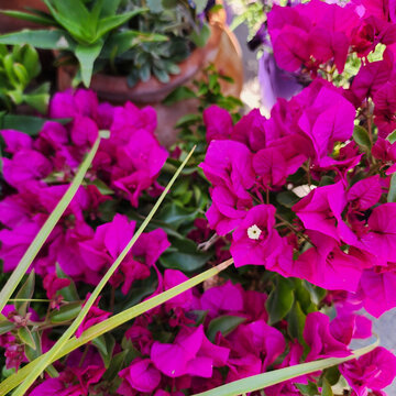 pink flowers in the garden