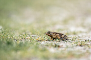 toad in the Netherlands with beautiful green forest background and bokeh