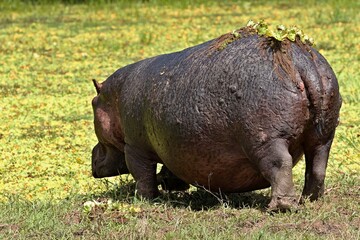 Hippo (Hippopotamus amphibius) in South Luangwa National Park. Zambia.Africa.