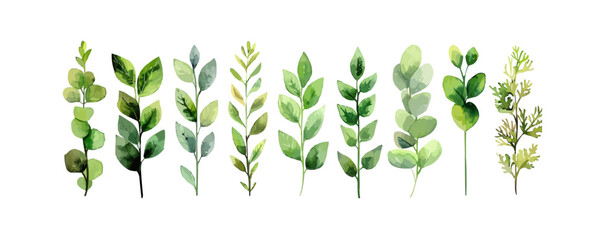 Leafy salad green. vector simple illustration