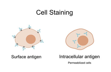 The classification of cell staining type with specific antibody and antigen on cell surface and intracellular or permeability cells in immunochemistry technique.