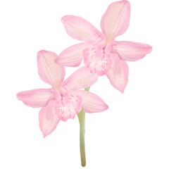 Orchids pink flower art