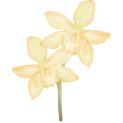 Orchids yellow flower art