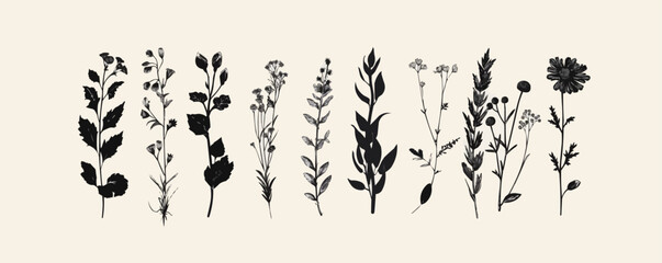 Naklejka premium Set of elegant silhouettes of flowers, branches and leaves. Thin hand drawn vector botanical elements