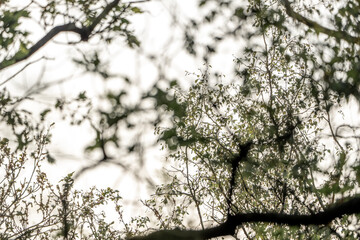 branches of a tree in the forest