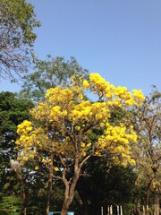 yellow flower in the tree