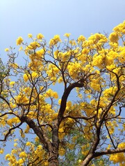 Fototapeta premium Yellow tree in the park.