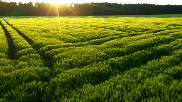 Wheat field in the sunset. Drone flight over ripening grain. Organic farming in Central Europe. Production of food and biomass for sustainable management.
