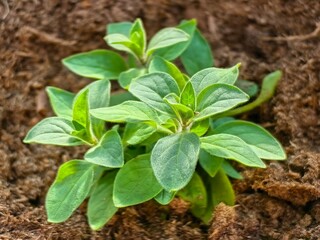 A petunia seedling in the ground