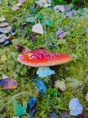amanita muscaria fly agaric