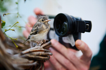 Close-up hands of a male photographer photographing small bird on his mobile phone with macro lens....