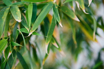 Close-up bamboo leaves