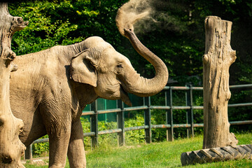 Elephant poussière