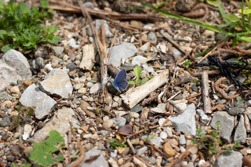 Butterfly on a leaf