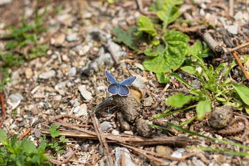 Butterfly in the grass